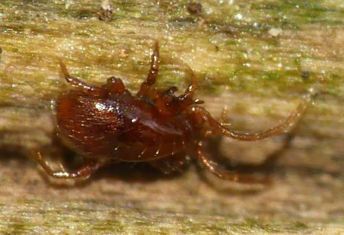 Pergamasus sp.